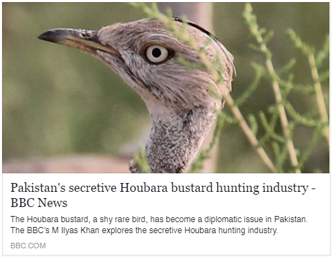 Pakistan's secretive Houbara bustard hunting industry